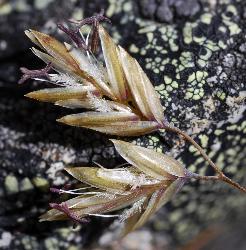 Image: Kerry Ford © Landcare Research 